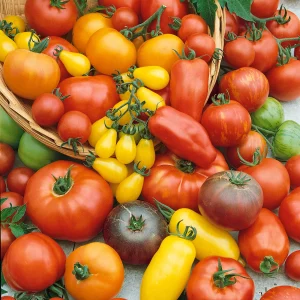 tomato-culinary-blend-1